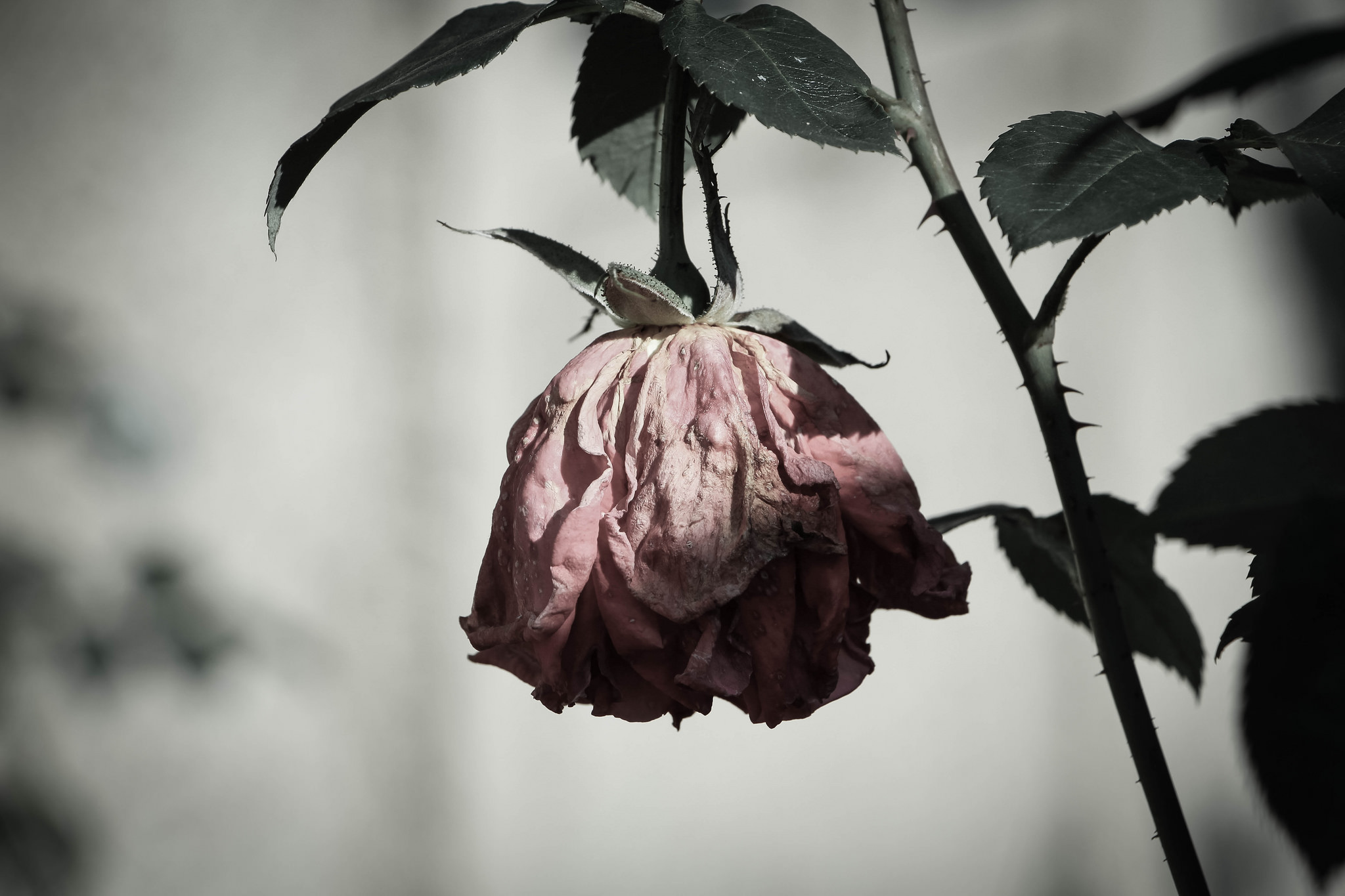 Depressed Rose image - attribution Tobias Wrzal (royalty free)